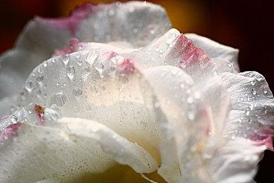 MMORPG《新世界》是否应该有坐骑？国外网友吵翻了